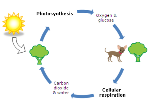 <p>Light energy → plants → photosynthesis → oxygen &amp; glucose → animals → cellular respiration → CO2 &amp; H2O → plants (+ light energy)</p>