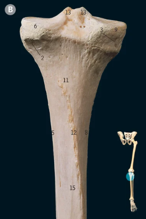 <p>12</p>