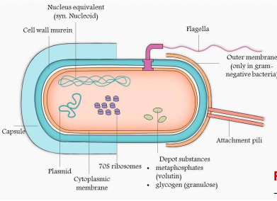 <p>Composição Química:polissacarídica – Streptococcus pneumoniae, Klebsiella pneumoniae polipeptídica – Bacillus anthracis. Funções da Cápsula:- Aderência aos tecidos humanos - Proteção contra a Fagocitose - Proteção contra agentes antibacterianos. Slime Layer - Proteção contra os efeitos da dissecação - Estrutura desorganizada - Habitualmente de natureza polissacarídica</p>