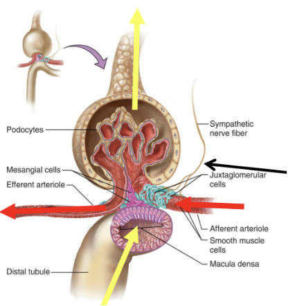 <ol><li><p>juxtaglomerular cell patch (afferent arteriole)</p><ol><li><p>senses pressure and releases renin when it is low</p></li></ol></li><li><p>macula densa cell patch (distal convoluted tubule)</p><ol><li><p>senses flow (specifically Na+ and Cl- and sends paracrine signals to afferent arterioles)</p></li></ol></li></ol><p></p>