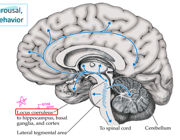 <p>locus coeruleus to hippocampus, basal ganglia, and cortex</p><p>function: mood, arousal, sexual behavior</p><p>(remember: if you see locus coeruleus, always think norepinephrine)</p>