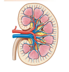 <p>Anatomical structure of the kidney </p>