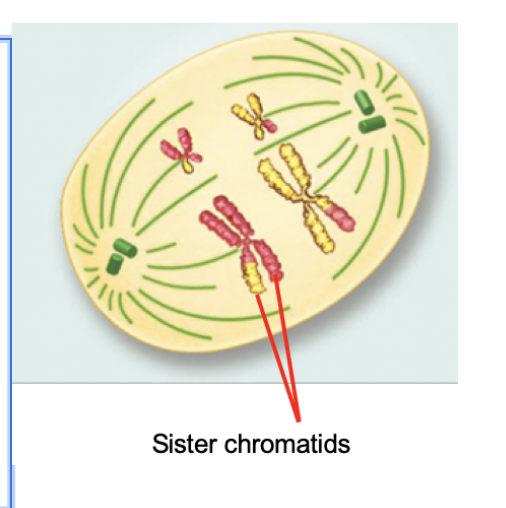 <p>Anaphase I (Meiosis)</p>