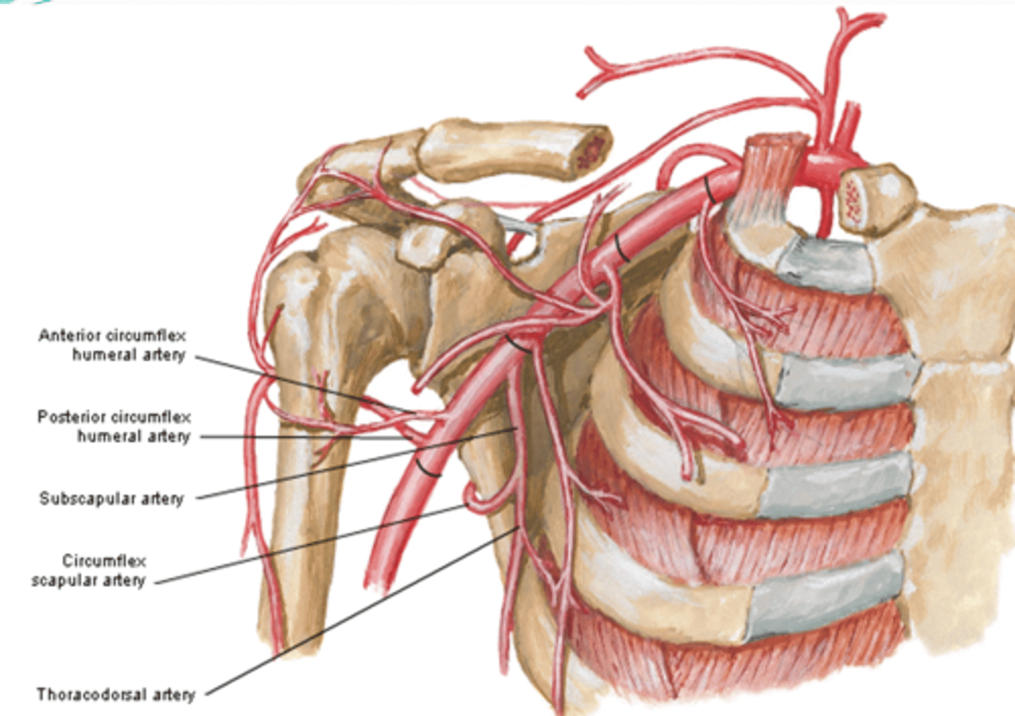 <p>-Course: largest branch of axillary a. that descends along lateral border of the subscapularis muscle</p>