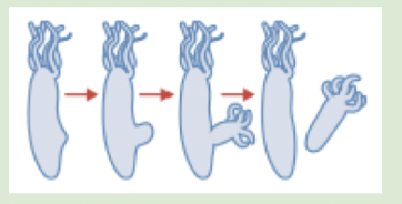 <p>formation of a bud due to increased cell growth. Bud then breaks away to develop into seperate organism. E.g. yeast, sponges, jellyfish, coral, worms</p>