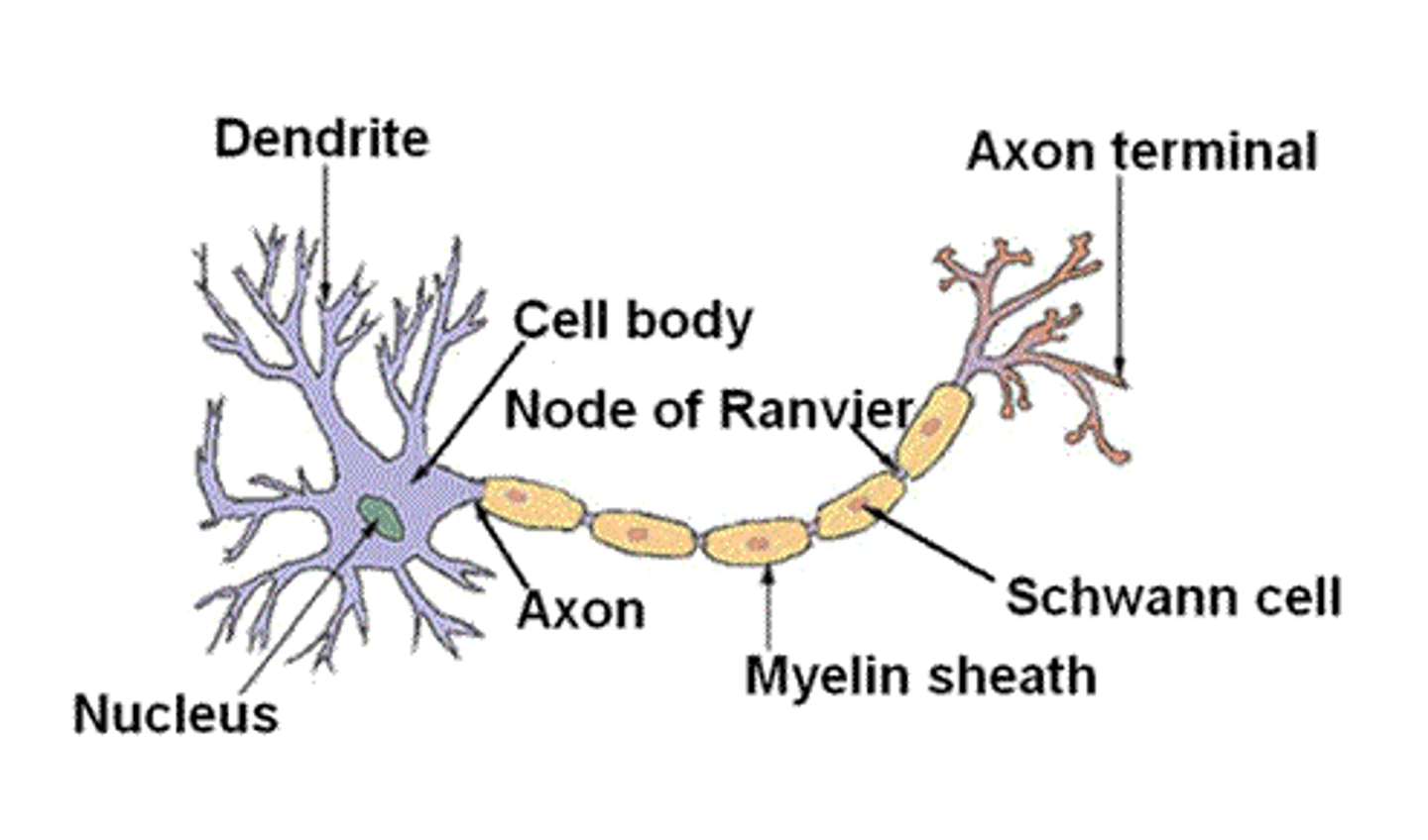 <p>1. Dendrite</p><p>2. Cell body (Soma)</p><p>3. Nucleus (within soma)</p><p>4. Axon</p><p>5. Myelin sheath (covers the axon)</p><p>6. Schwann cell (provides support and insulation)</p><p>7. Node of Ranvier</p><p>8. Axon terminal</p>