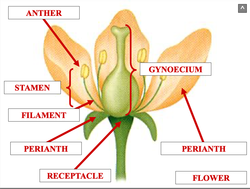 <p>what is the gynoecium</p>