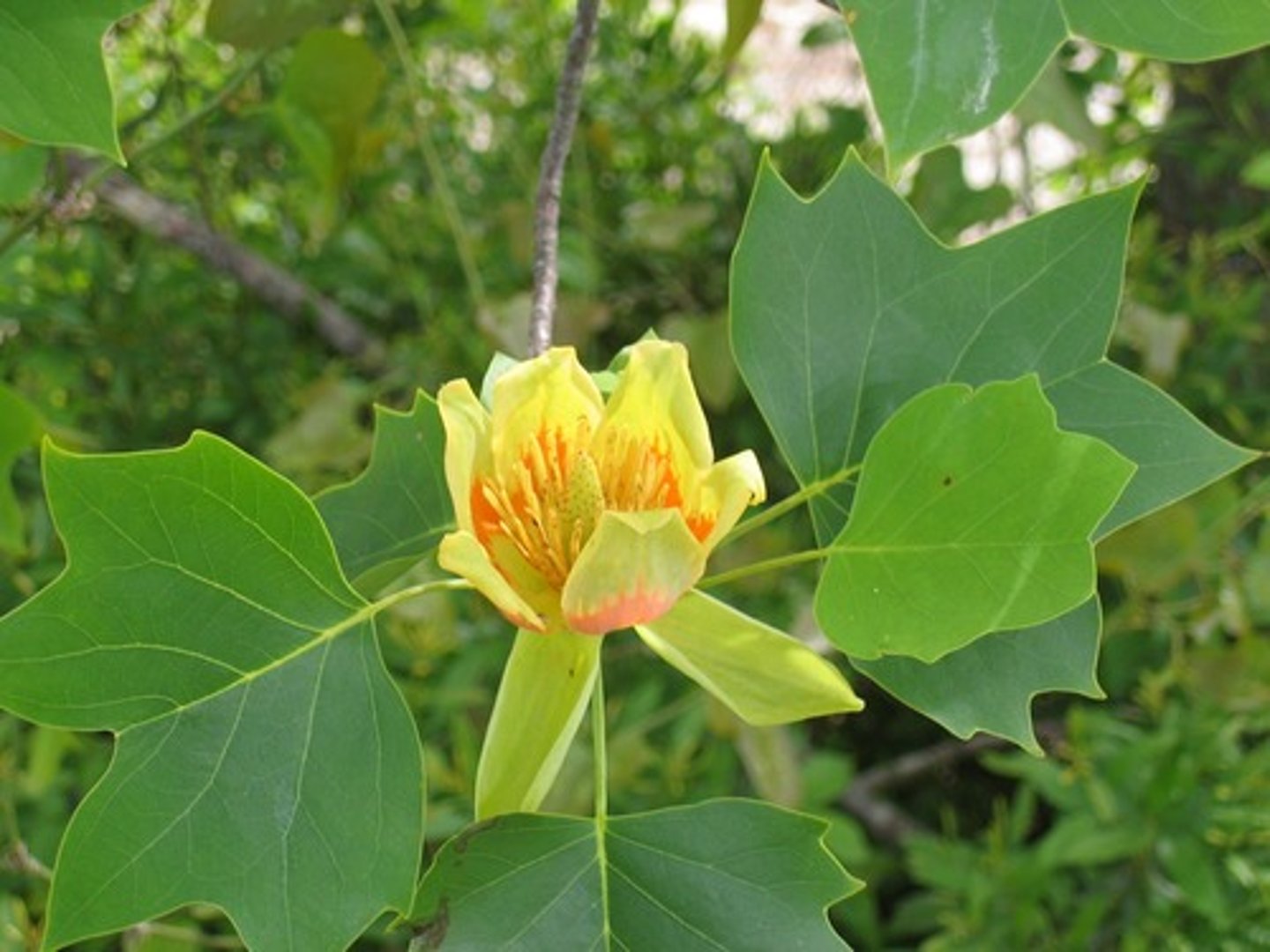 <p>Liriodendron tulipifera</p>