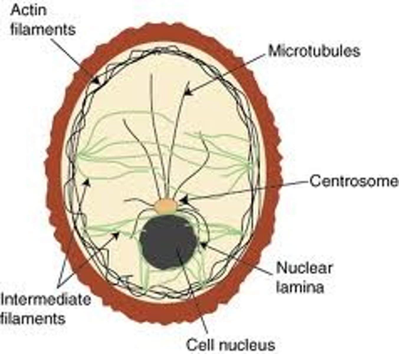 <p>Also known as actin filaments,one of three protein sub units that make up the eukaryote cytoskeleton. Found in highest concentration around the edges of the cell just below the cell membrane, they tend to form bundles. Actin polymers have the ability to disassemble and re-assemble meaning they are particulary useful for cell locomotion and in the microvilli of absorptive epithelial cells.</p>