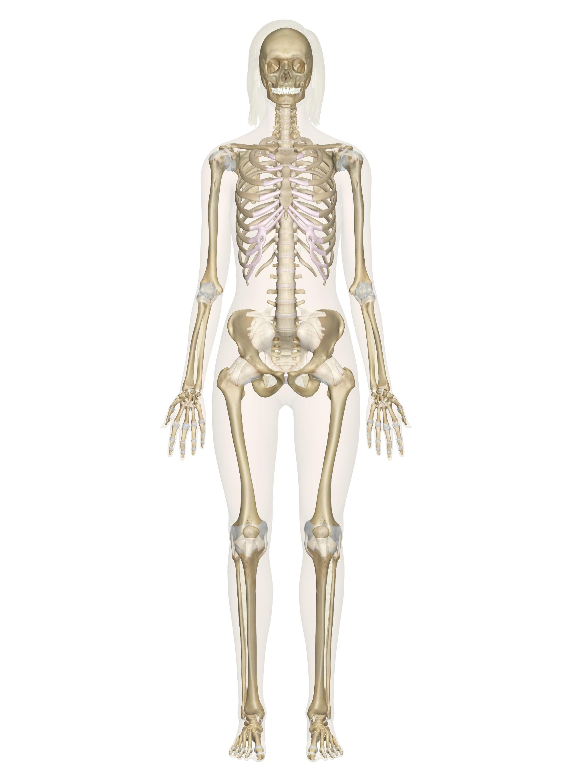 <p>What are the 3 parts of the skeletal system?</p>