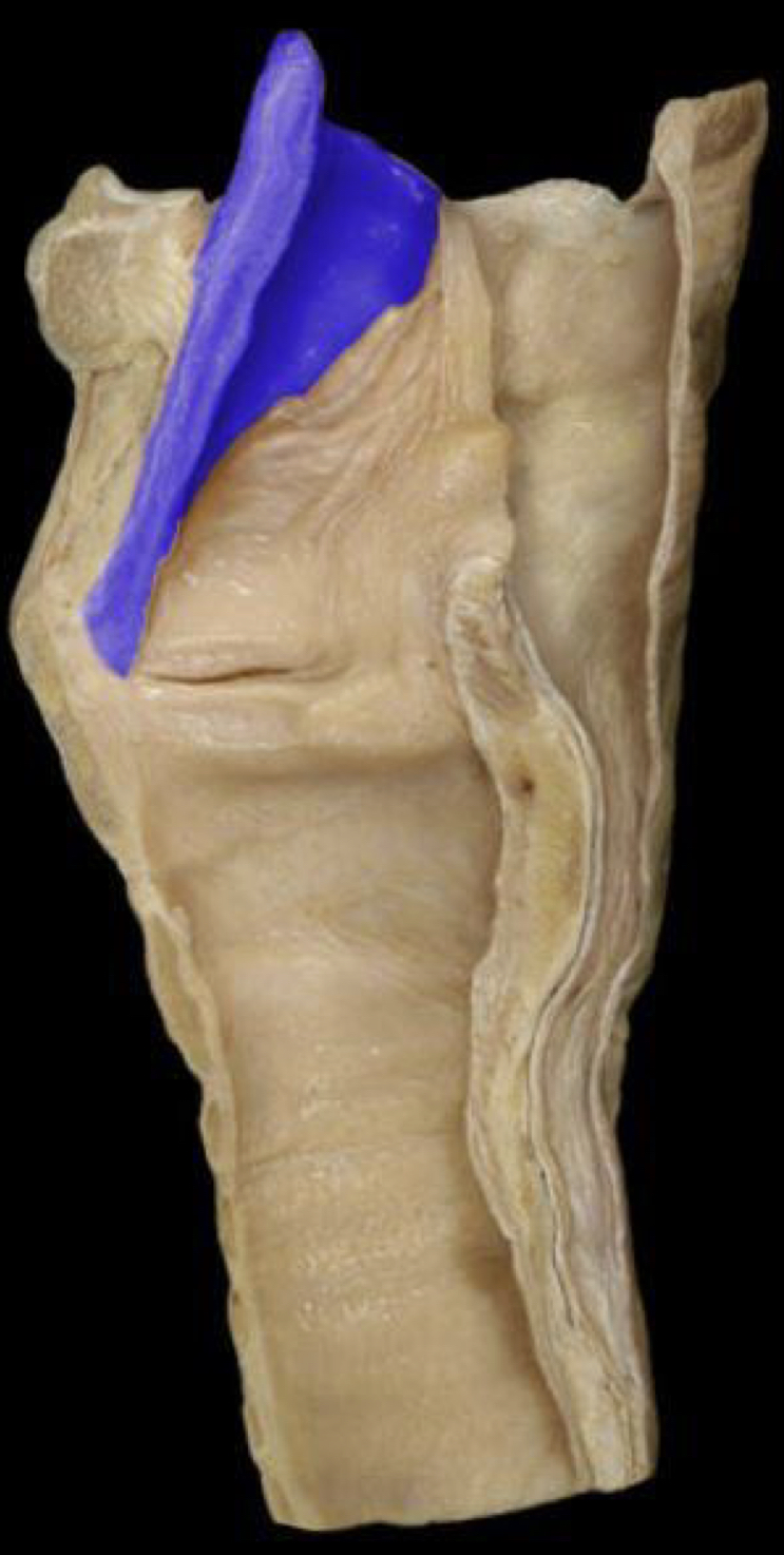 What structure is highlighted in blue?