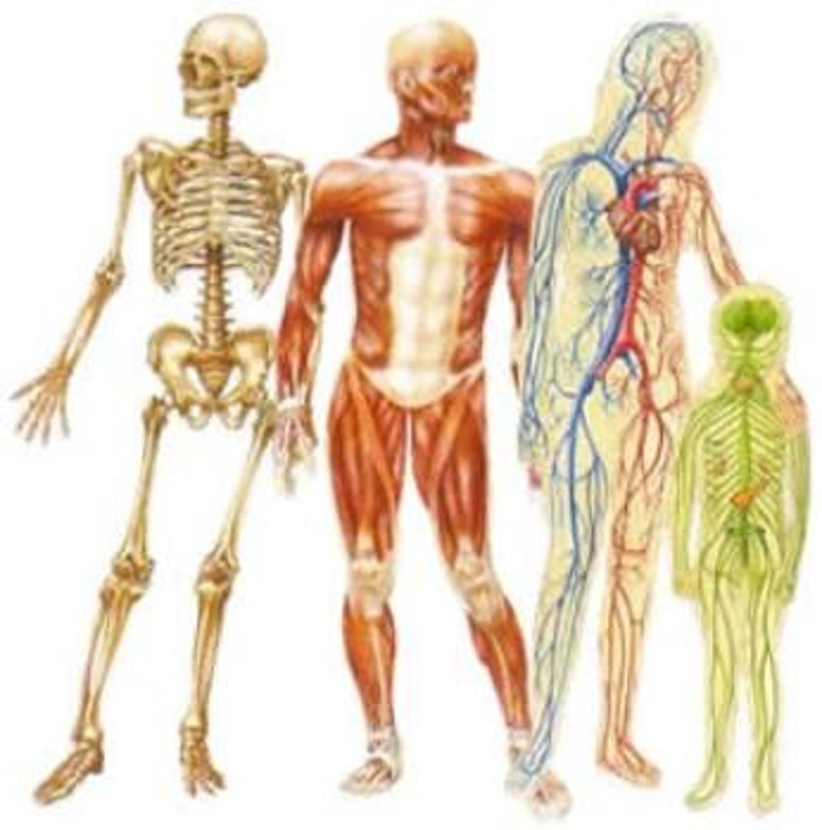 <p>body parts</p>
