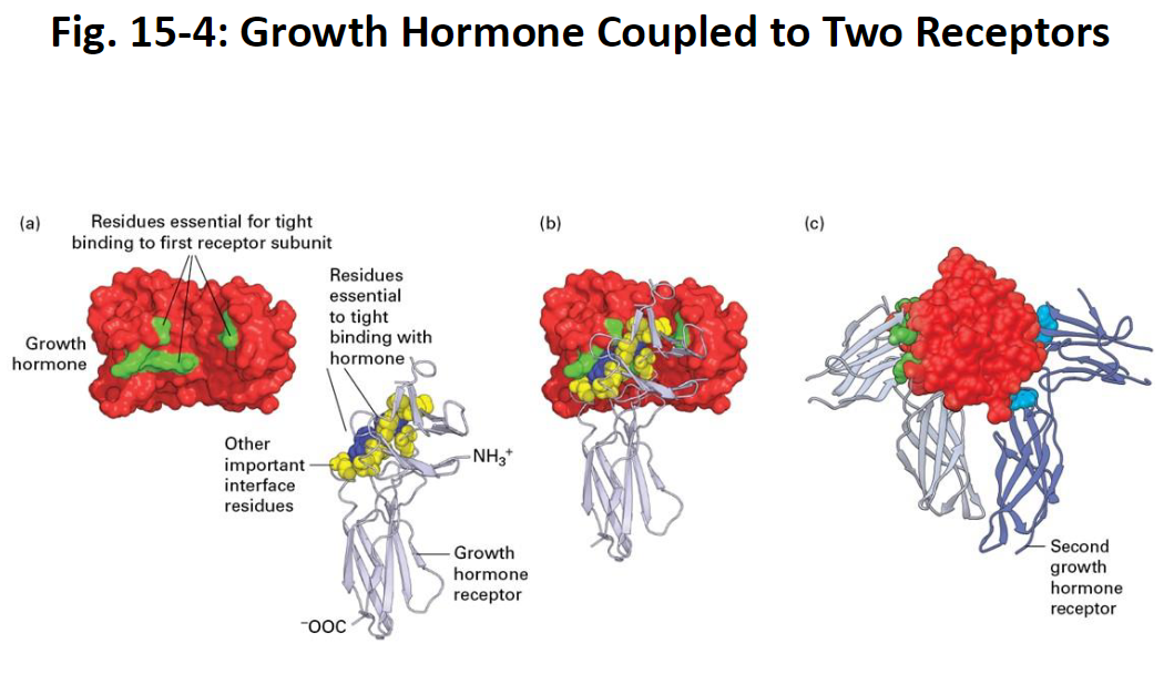 <p><strong>Overview</strong><br> A single growth hormone (GH) protein binds <strong>simultaneously</strong> to two growth hormone receptors (GHRs)<br> Binding is mediated by <strong>multiple weak, noncovalent forces</strong></p><p><strong>Key Findings from Structural Studies</strong></p><ul><li><p><strong>GH-Receptor Interface:</strong> 28 amino acids on GH interact with the first receptor</p></li><li><p><strong>Critical Residues:</strong> Only <strong>8 amino acids</strong> on GH contribute ~85% of the binding energy<br> • These 8 residues are distant in the primary sequence but adjacent in the folded 3D structure</p></li><li><p><strong>Receptor Contribution:</strong> Two tryptophan residues on the receptor provide most of the binding energy<br> • Other receptor amino acids at the interface also contribute</p></li></ul><p><strong>Binding Sequence</strong></p><ol><li><p>GH binds to the <strong>first receptor molecule</strong> (involving GH’s key residues and receptor interface residues)</p></li><li><p>A <strong>second receptor molecule</strong> binds on the opposite side of GH<br> • Uses the same critical amino acids on the receptor<br> • Interacts with <strong>different residues on GH</strong> compared to the first receptor</p></li></ol><p><strong>Key Points</strong><br> - GH binding involves <strong>specific residues on both hormone and receptor</strong><br> - Multiple weak interactions combine to create <strong>strong and specific binding</strong><br> - Protein folding brings distant amino acids close together → essential for receptor interaction</p>
