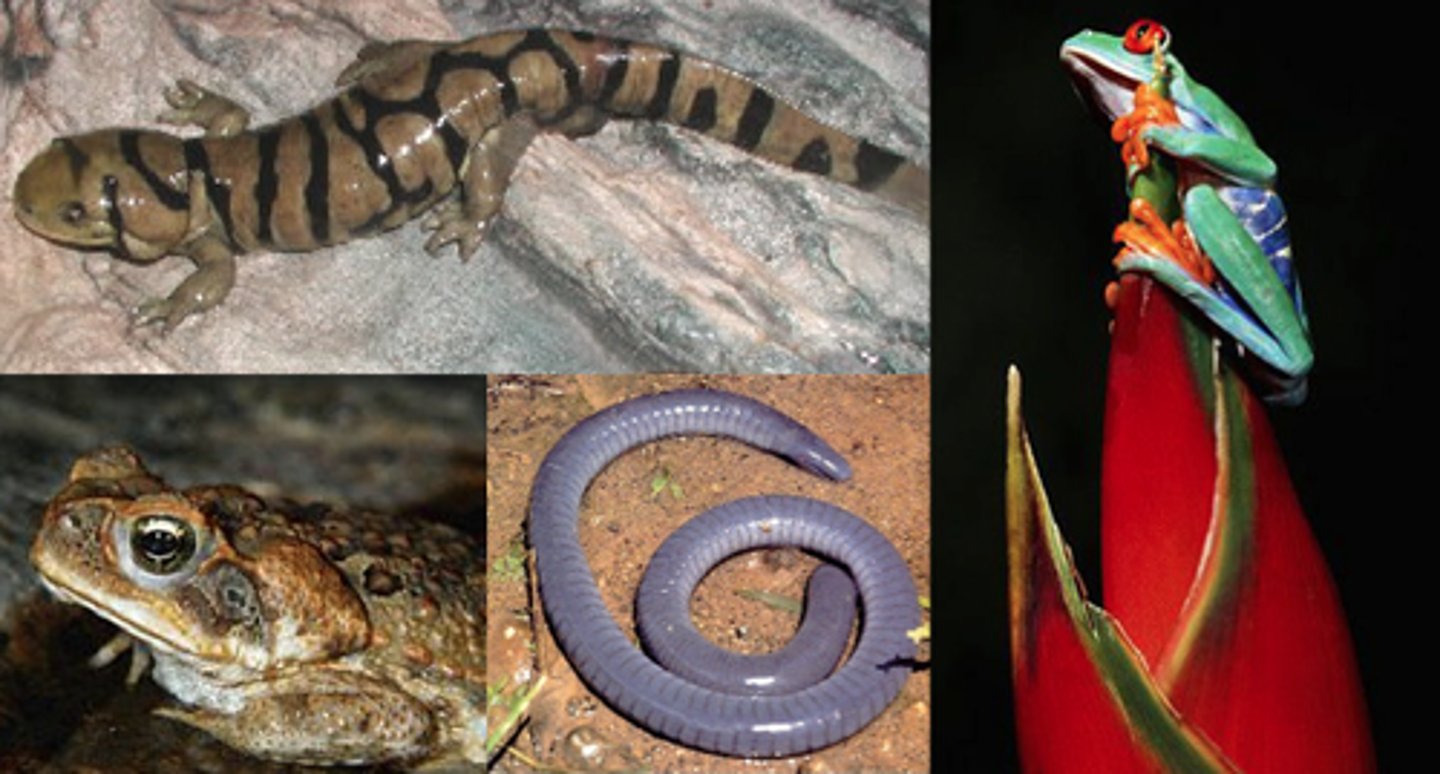 <p>Lacking an internal mechanism for regulating body heat (cold-blooded)</p>