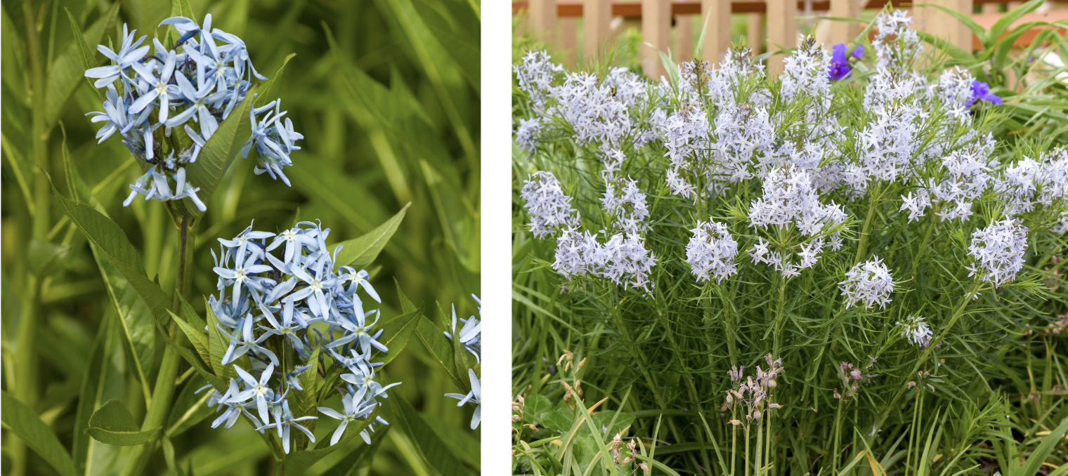 <p>A clump-forming plant with fine, threadlike leaves and clusters of soft blue star-shaped flowers.</p>