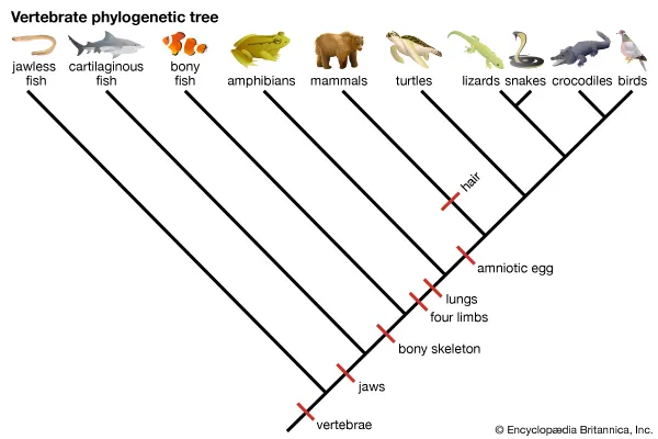 phylogenetic tree (cladogram)
