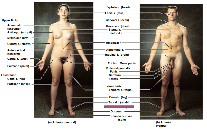 <p>Based on this anterior view, what is this region?</p>
