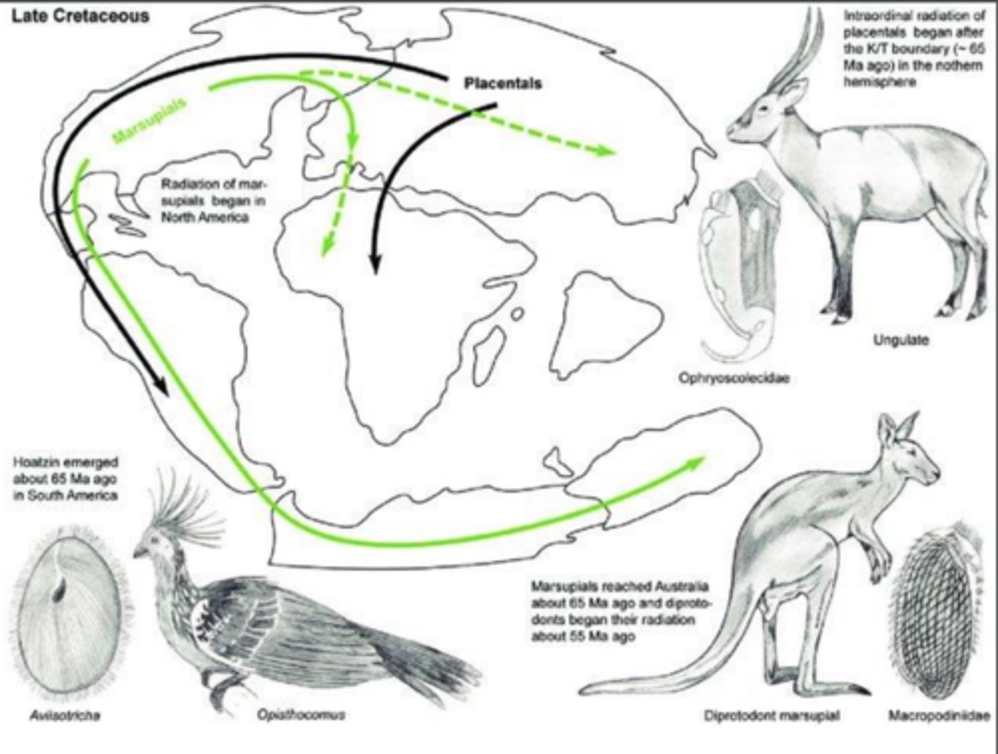 <p>marsupuials: eurasia → (via bering land bridge) north then south america → antarctica --&gt; austrailia</p><p>placentals: didint follow. why?</p><p>hypothesis: temporari;y held bac bc of inland sea, onece sea dried they followed marsupuals path but austrailia was alr too isolatied</p><p>marsupials not in austrailia went extince (competition w placentals) and the ones in austrailia evolved to fill the same placental niches</p>