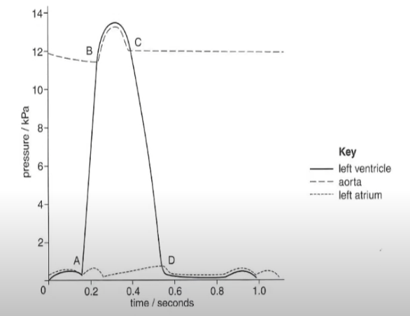<p>At A, the ventricular pressure is higher than the atrial pressure. The atrioventricular valves close to prevent backflow.</p><p></p><p>At B, the ventricular pressure is higher than the aortic pressure, so the semi lunar valves open for blood to leave the ventricles into the aorta and out the heart.</p><p></p><p>At C, the aortic pressure is higher than the ventricular pressure, so the semilunar valves close to prevent backflow.</p><p></p><p>At D, the atrial pressure is higher than the ventricular pressure, so the atrioventricular valve open to allow blood into the ventricles.</p>