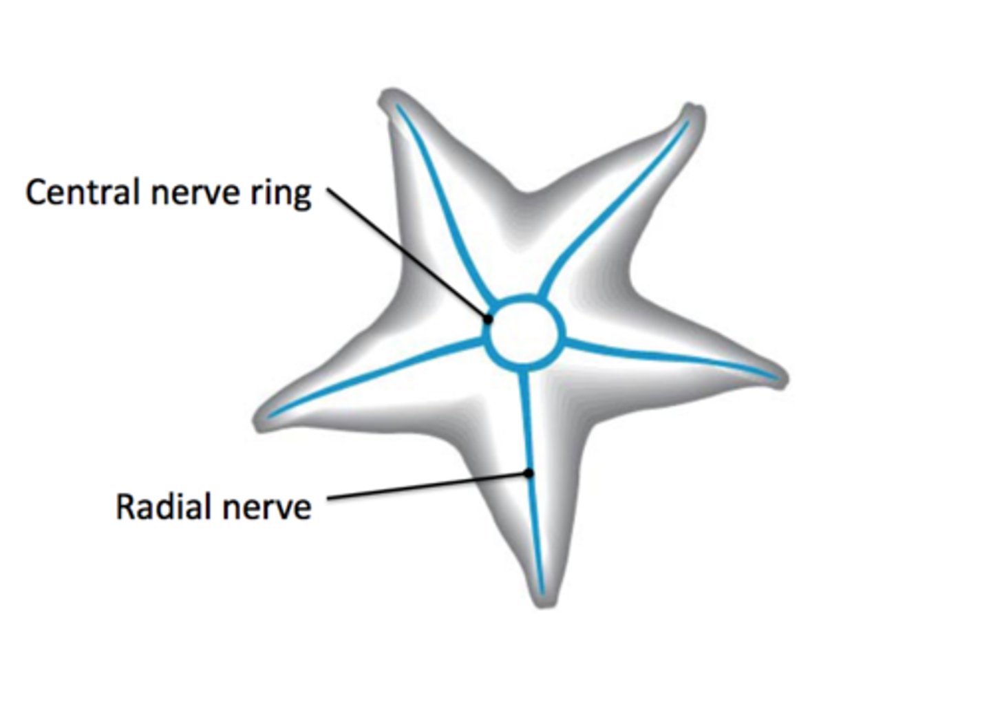 <p>- Nerve ring and radial nerves</p><p>- It is not centralised</p>