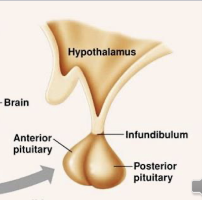 <p>it contains main nuclei with a variety of functions including appetite, and temperature, it is important for maintaining homeostasis. It connects the nervous system to the endocrine system through the pituitary gland (pituitary hormones control several other hormone glands)&nbsp;</p>