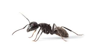 <p>Ants (mieren)</p>