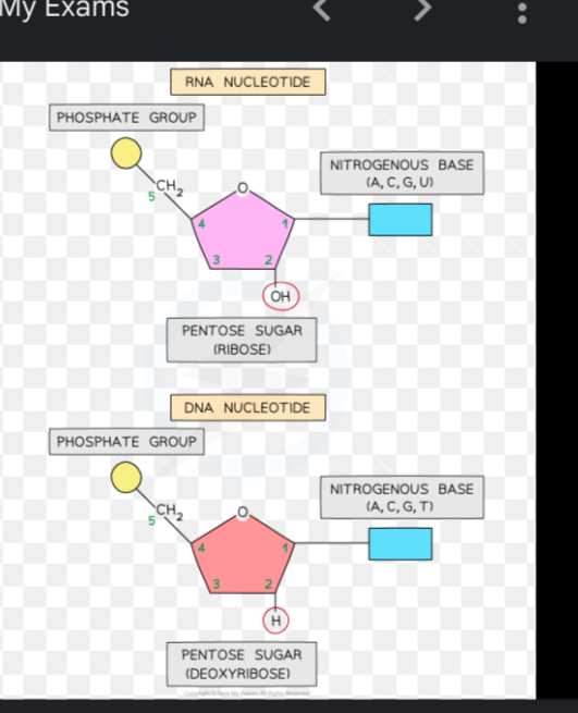 <p>The phosphate group of 5th carbon of pentose sugar of one nucleotide forms a covalent bond with OH group of 3rd carbon of another pentode of an adjacent nucleotide </p>