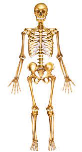 <p>Standing Upright, Facing Upward, Arms are at the sides, with the palms forward</p>
