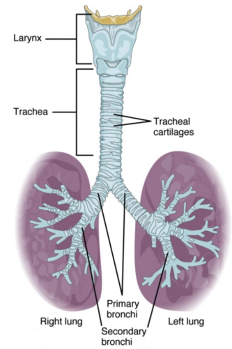 <p>bronchioles (AKA secondary bronchi)</p>