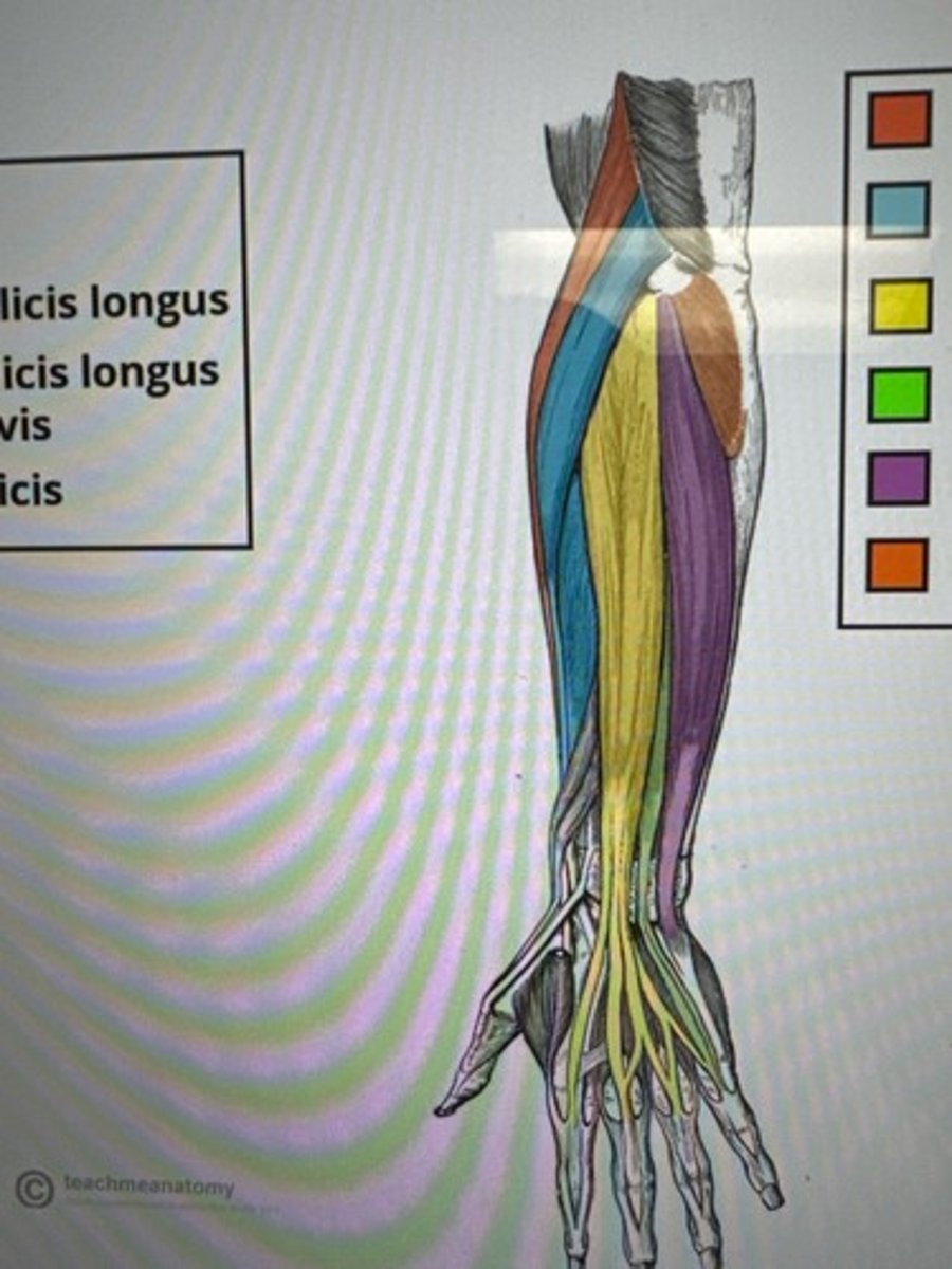 <p>O: common extensor origin lateral epicondyle of the humerus</p><p>I: Base of 2nd metacarpal (ECRL)</p><p>Base of 3rd metacarpal (ECRB)</p><p>A: Wrist extension and radial deviation</p><p>N: radial</p>