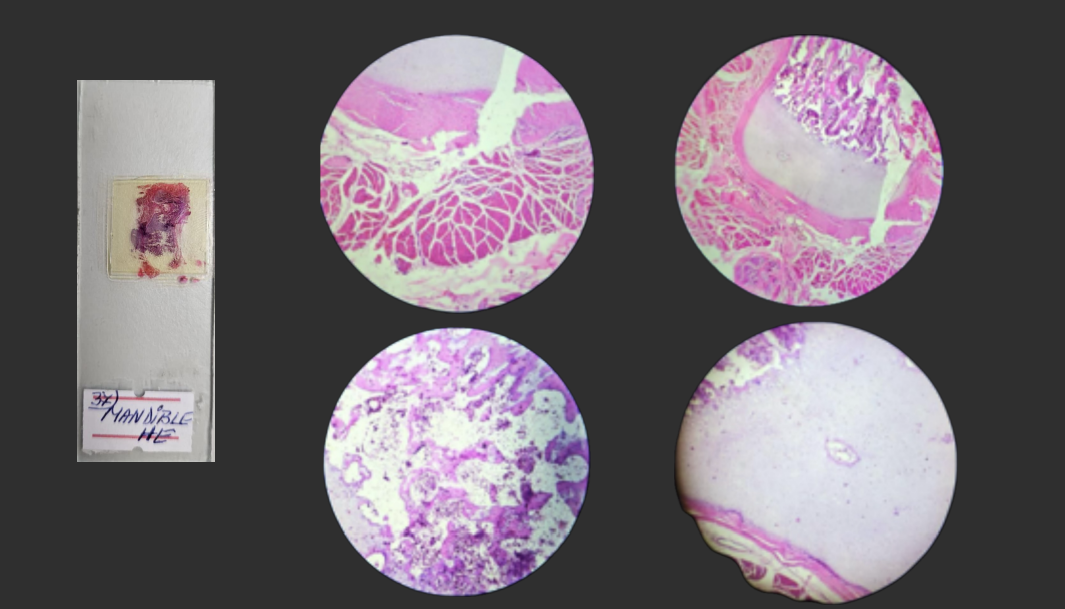 <p>Organ?</p><p>Structure?</p><p>Staining?</p>