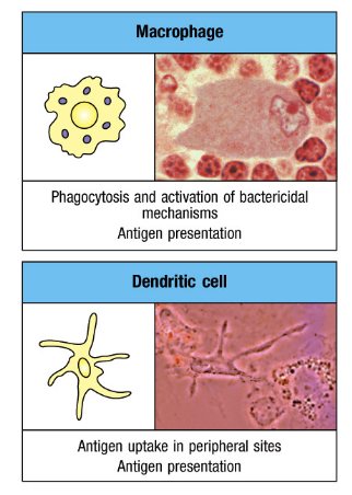 <p><strong>the myeloid lineage: innate cells</strong></p><p><strong>_______</strong></p><ul><li><p>include macrophages and dendritic cells</p></li><li><p>when activated by an _____, they can activate T lymphocytes</p></li><li><p>dendritic cells are the most potent antigen-presenting cell for naive T cells </p></li></ul><p></p>