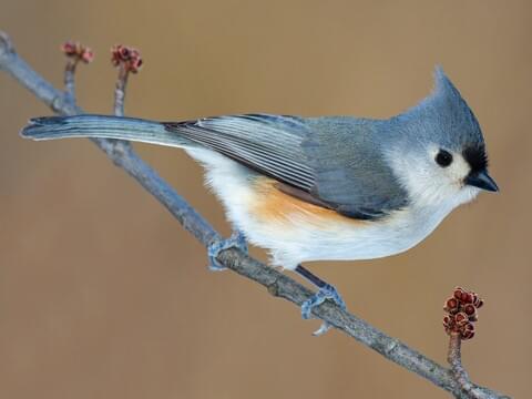 <p><span>Tufted titmouse</span></p>
