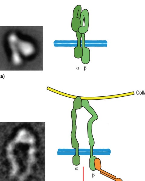 <p>how do we know the bottom one is active?</p>