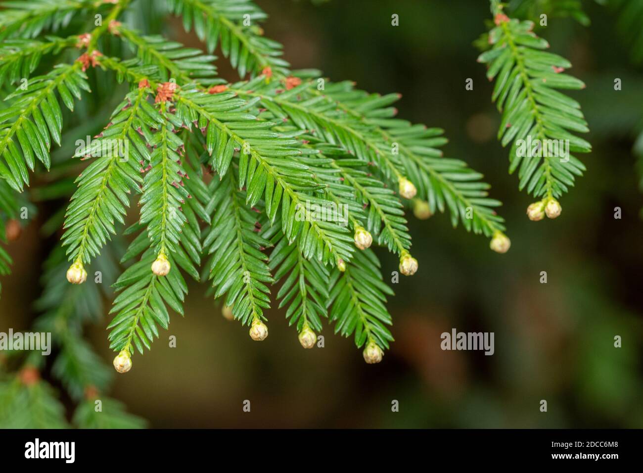 <p>Sequoia sempervirens</p>