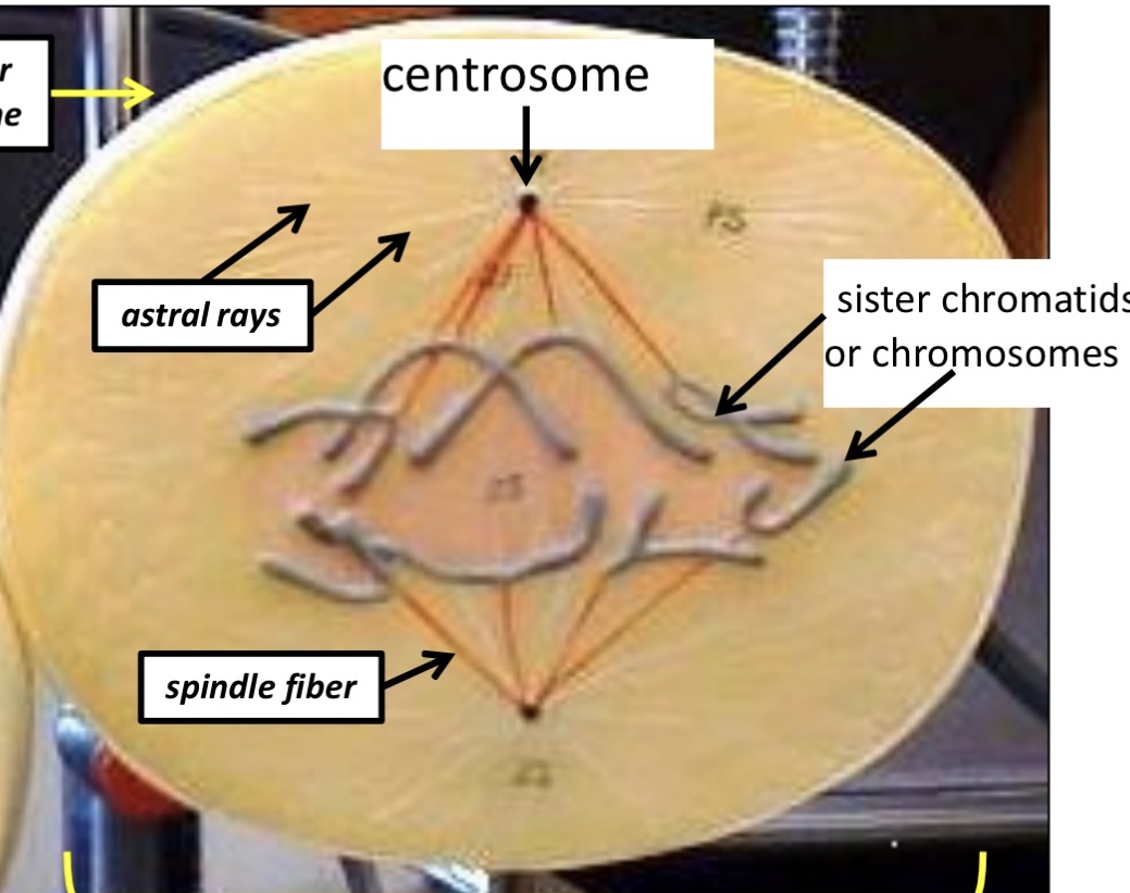 <p>Chromosomes separate and split apart</p>