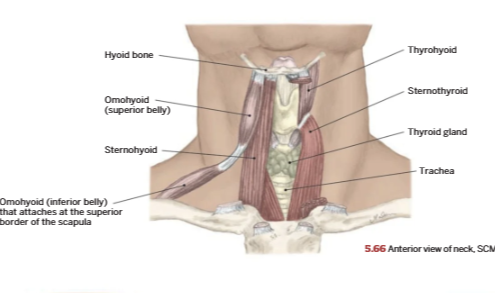 <p>Infrahyoids</p>