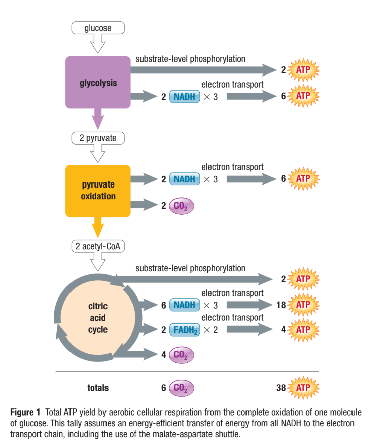 <ul><li><p><span>Many reasons why total yield may be less than max 38 ATP&nbsp;</span></p></li><li><p><span>Eg. Energy from H+ flow is lost due to other mitochondrial processes or using the glycerol phosphate shuttle&nbsp;</span></p></li><li><p><span>Only about 42% of total energy in glucose is converted to ATP&nbsp;</span></p></li><li><p><span>Rest is lost as thermal energy&nbsp;</span></p><ul><li><p><span>Cars only convert 25% of the energy from fuel into motion</span></p></li></ul></li></ul><p></p>
