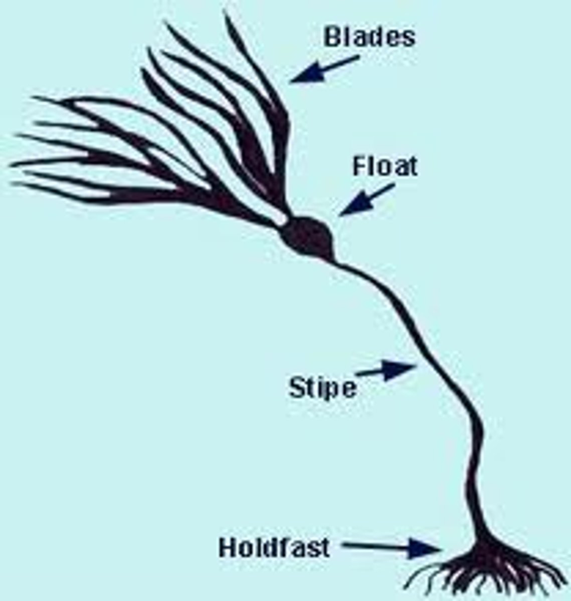 <p>1.)Algae body, usually composed of photosynthetic cells<br>2.)Structure attaching thallus to a surface<br>3.)Stemlike region between holdfast &amp; thallus</p>