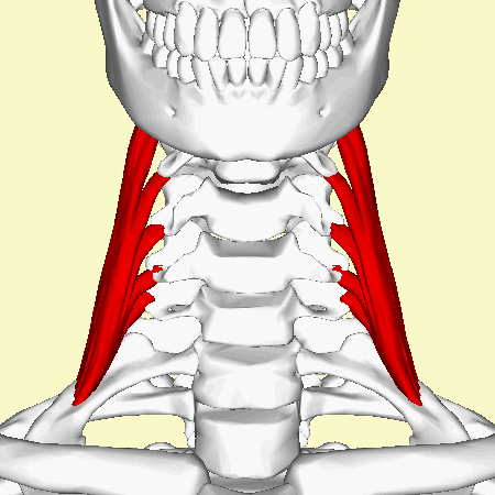 <p>Flexes and rotates the neck, and elevates the first two ribs; located in the lateral neck.</p>
