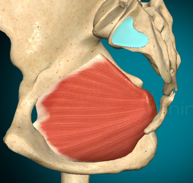 <p><u>Origine</u>: dal margine interno del forame otturato, dalla membrana otturatoria e dalla superficie ossea situata tra il forame otturato e la grande incisura ischiatica. I suoi fasci muscolari si dirigono posteriormente e inferiormente, impegnandosi nel piccolo forame ischiatico. All’uscita dalla piccola pelvi formano un angolo retto, andando a inserirsi alla superficie mediale del grande trocantere del femore, anteriormente e superiormente alla fossa trocanterica</p><p><u>Innervazione</u>:  dal nervo per il muscolo otturatore interno, ramo del plesso sacrale</p><p><u>Azione:</u> contraendosi, ruota esternamente l’articolazione dell’anca, stabilizzandola</p>