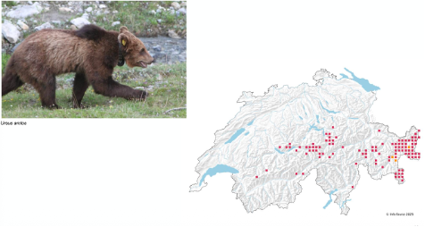 <p><span><u><span>Biologie</span></u></span></p><p class="MsoListParagraphCxSpFirst"><span><span>-</span></span><span style="font-family: "Times New Roman"; line-height: normal; font-size: 7pt;"><span>&nbsp;&nbsp;&nbsp;&nbsp;&nbsp;&nbsp; </span></span><span><em><span>Einzelgänger, Allesfresser</span></em></span></p><p class="MsoListParagraphCxSpMiddle"><span><span>-</span></span><span style="font-family: "Times New Roman"; line-height: normal; font-size: 7pt;"><span>&nbsp;&nbsp;&nbsp;&nbsp;&nbsp;&nbsp; </span></span><span><em><span>Paarungszeit: Mai-Jul, Keimruhe -> 2-3 Junge im Winterlager (Jan/Feb), verlassen Höhle erstmals Apr/Mai, rund 2 Jahre mit Mutter</span></em></span></p><p class="MsoListParagraphCxSpLast"><span><span>-</span></span><span style="font-family: "Times New Roman"; line-height: normal; font-size: 7pt;"><span>&nbsp;&nbsp;&nbsp;&nbsp;&nbsp;&nbsp; </span></span><span><em><span>Winterruhe Nov-Mar, Reduktion HF &amp; Sauerstoffverbrauch</span></em></span></p>