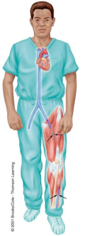 <p>contraction of skeletal muscles compresses veins and increases venous pressure which counteracts the effect of gravity</p>