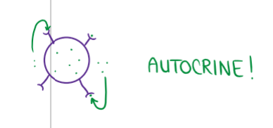 <ul><li><p>a cell makes a chemical and uses it on itself</p></li></ul><p></p>