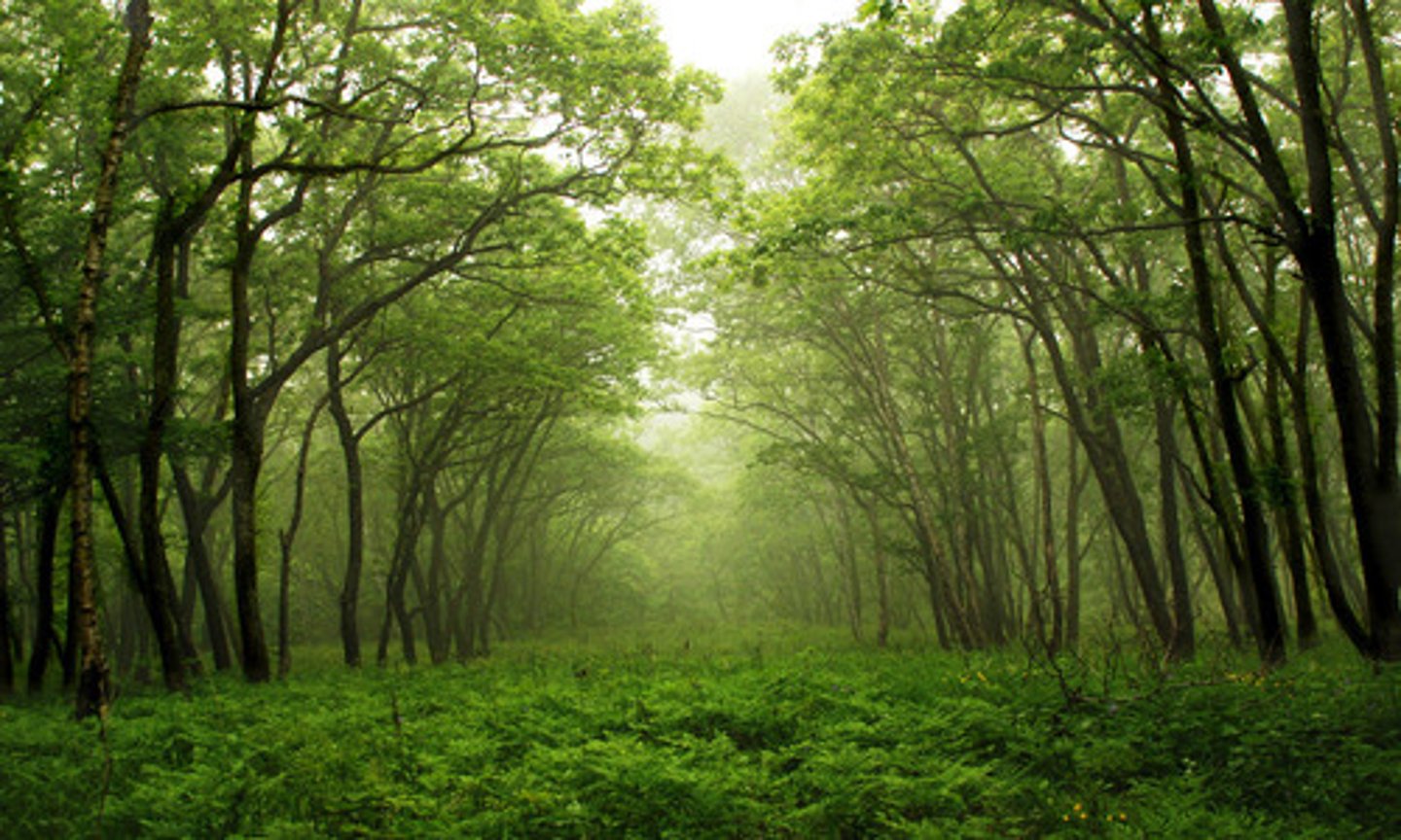 <p>the forest</p>