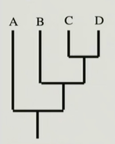 <p>only the relative branching order is depicted, no meaning to branch lengths</p>