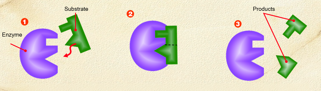 <ol><li><p>a substrate is drawn into the active sites of the enzyme</p></li><li><p>substrate shape must be compatible with enzyme’s active site to fit + be reacted upon</p></li><li><p>Enzyme modifies substrate, breaking apart substrate, releasing 2 products </p></li></ol><p></p>