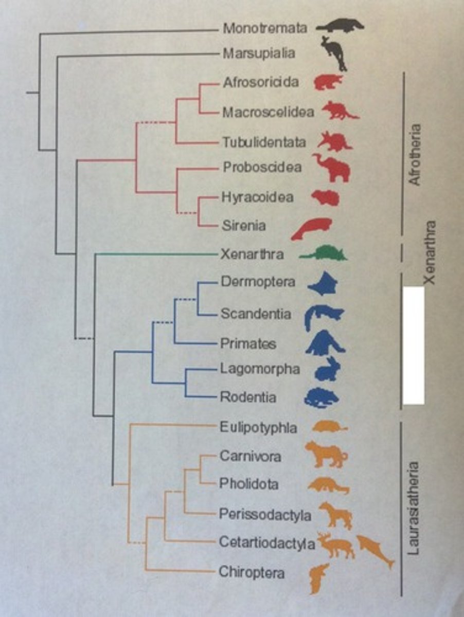 <p>The Euarchontoglires is a major group (clade/superorder) of placental mammals, also known as Supraprimates. It includes five main groups: rodents (like mice and squirrels), lagomorphs (rabbits and hares), treeshrews, primates (monkeys, apes, and humans), and colugos (flying lemurs).</p>