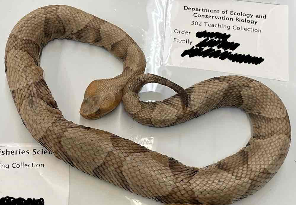 <p>copperhead</p>