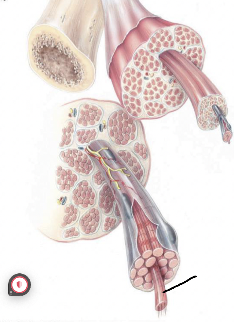 <p>what muscle feature is this?! (covering)</p>